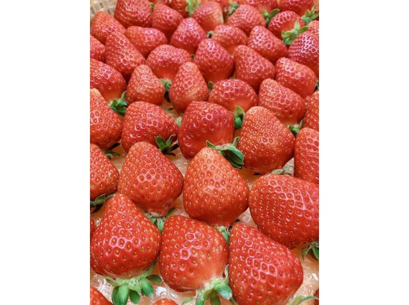 [长野、轻井泽]<仅限工作日：秋季活动进行中★夏秋草莓采摘限量> 采摘的草莓可以带回家★免费炼乳★距离轻井泽站15分钟车程の紹介画像