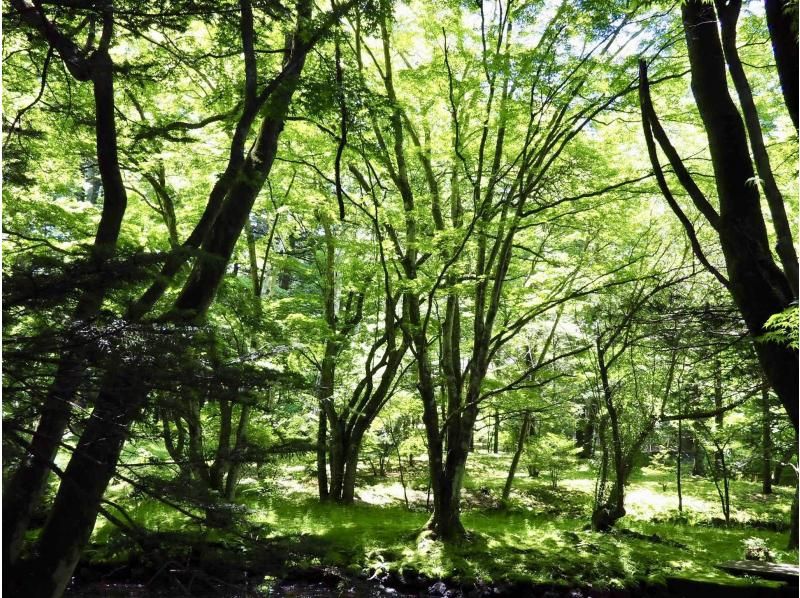 [长野、轻井泽]<仅限工作日：秋季活动进行中★夏秋草莓采摘限量> 采摘的草莓可以带回家★免费炼乳★距离轻井泽站15分钟车程の紹介画像