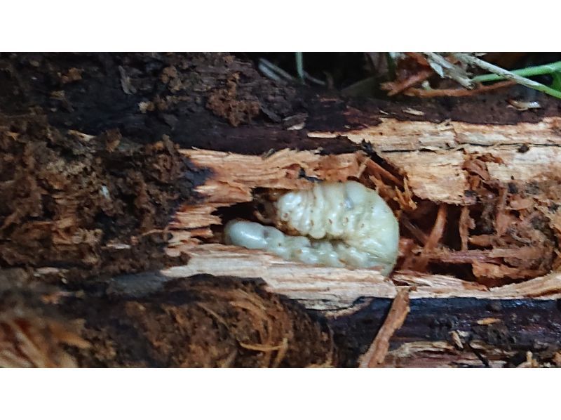[Tokyo, Minami-Osawa, Machida, Fuchu] Satoyama experience @ Tokyo, experience splitting rotten wood for shiitake mushroom logs, and search for rhinoceros beetle and stag beetle larvae. Adult beetles are also searched for from June to September.の紹介画像