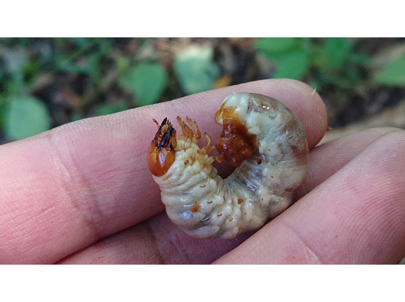 [Tokyo, Minami-Osawa, Machida, Fuchu] Satoyama experience @ Tokyo, experience splitting rotten wood for shiitake mushroom logs, and search for rhinoceros beetle and stag beetle larvae. Adult beetles are also searched for from June to September.の紹介画像
