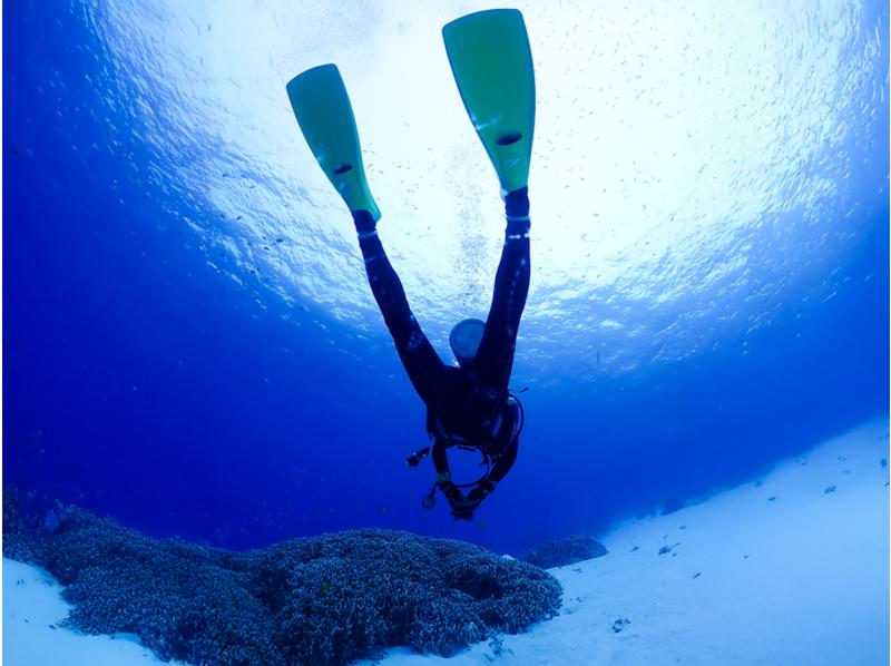 [Okinawa, Kerama Islands] Snorkeling tour ★ Beginners are welcome ★ Accompanied by a veteran diver with over 30 years of experience ★ We will guide you to the special underwater world of Zamami!の紹介画像