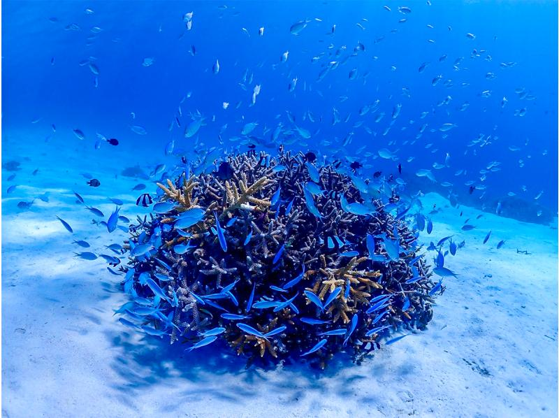 [Okinawa, Kerama Islands] Snorkeling tour ★ Beginners are welcome ★ Accompanied by a veteran diver with over 30 years of experience ★ We will guide you to the special underwater world of Zamami!の紹介画像