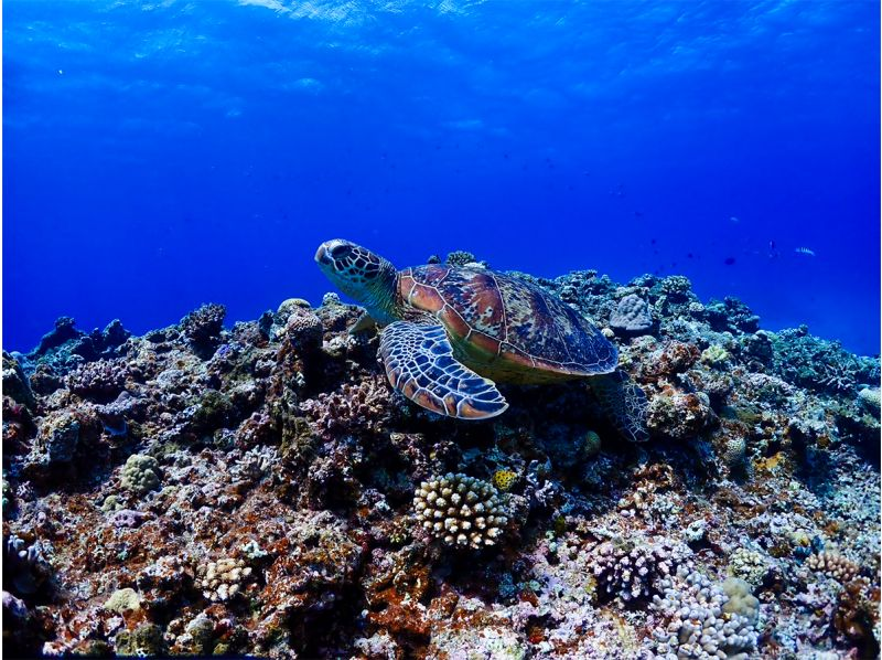[Okinawa, Kerama Islands] Snorkeling tour ★ Beginners are welcome ★ Accompanied by a veteran diver with over 30 years of experience ★ We will guide you to the special underwater world of Zamami!の紹介画像