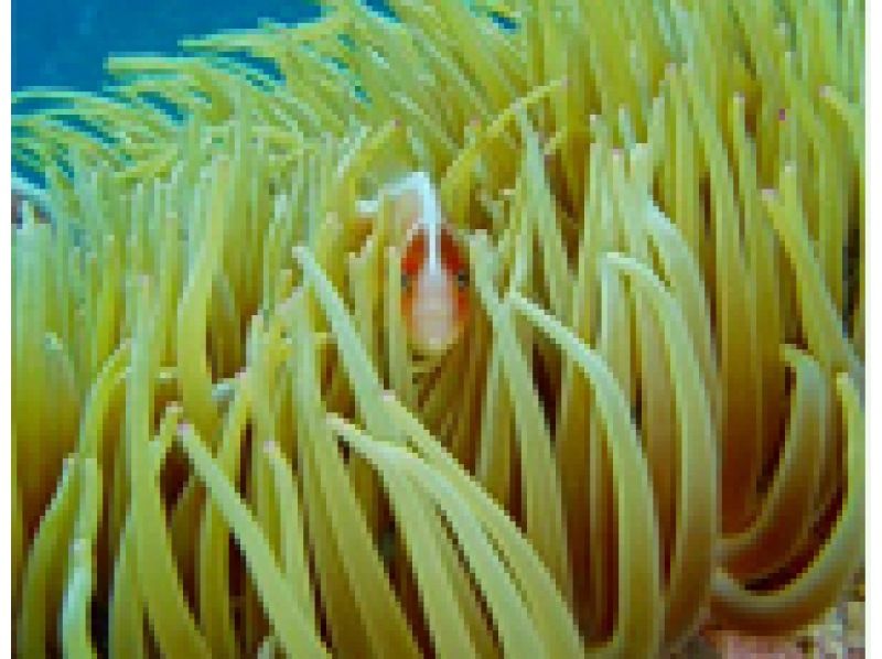 3月1日開始先着24人❤パラセーリング＆青の洞窟ダイビング❤️最楽遊びコラボを同時に♪GoPro無料写真動画すぐスマホへ❤️無料タオル餌あげの紹介画像