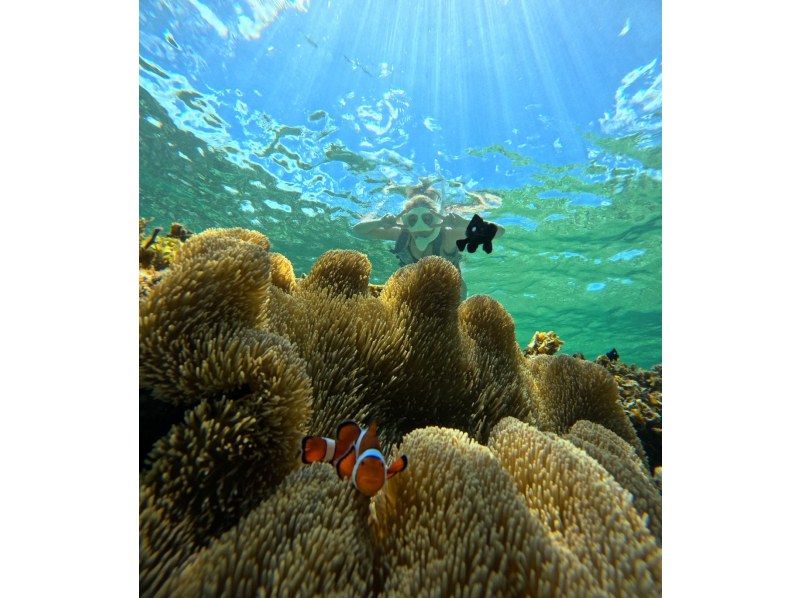 [Special opening price] 100% chance of encountering sea turtles! Blue Cave & Sea Turtle Snorkeling (same-day reservations, ages 2-75) Free transportation and photo dataの紹介画像