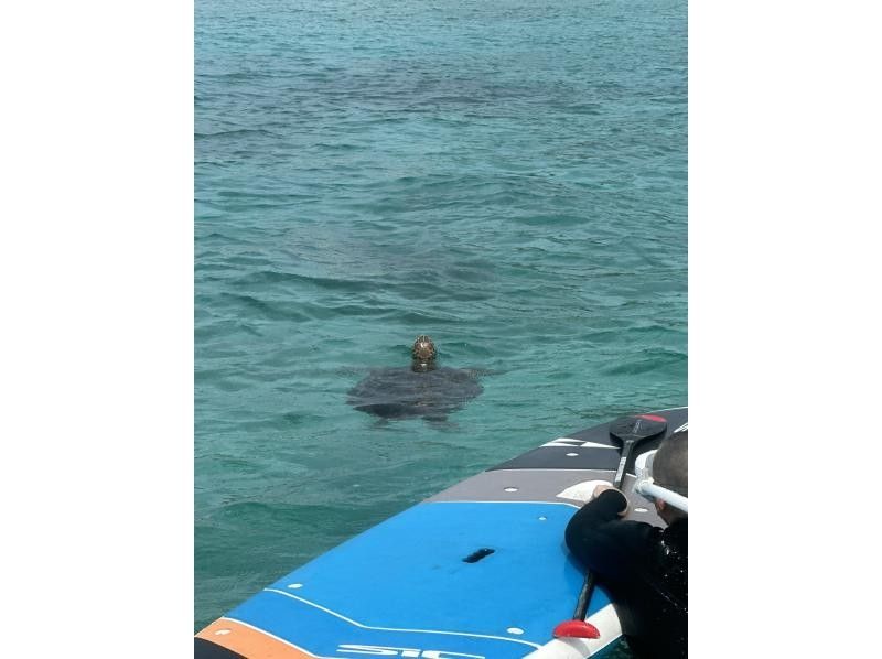 【鹿児島・奄美大島】ウミガメを探すシュノーケルツアーとSUP体験〜2つの欲張りコース〈半日プラン・初めての方歓迎〉の紹介画像