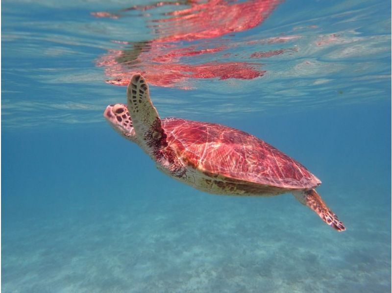 【鹿児島・奄美大島】ウミガメを探すシュノーケルツアーとSUP体験〜2つの欲張りコース〈半日プラン・初めての方歓迎〉の紹介画像