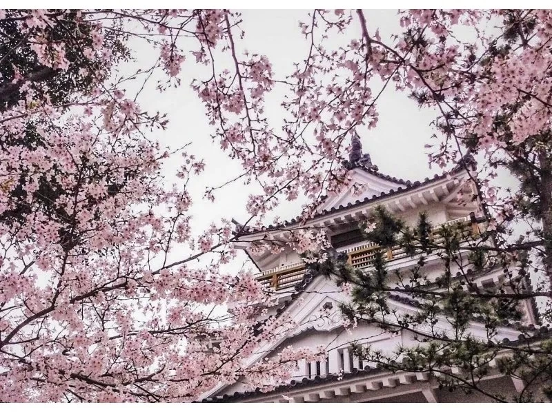 【大分・杵築市】 レンタル着物で杵築散策〜茶道体験と酒蔵見学の紹介画像