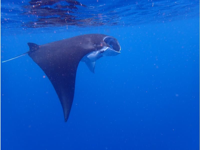【石垣島 - 冬季限定方案】蝠鱝浮潛之旅☆與蝠鱝共遊的一日遊。初學者和獨自旅行的遊客均可參加。包含無人機拍攝。の紹介画像