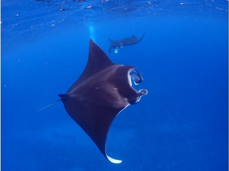 【石垣島 - 冬季限定方案】蝠鱝浮潛之旅☆與蝠鱝共遊的一日遊。初學者和獨自旅行的遊客均可參加。包含無人機拍攝。の紹介画像
