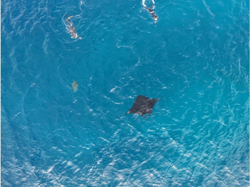 【石垣島 - 冬季限定方案】蝠鱝浮潛之旅☆與蝠鱝共遊的一日遊。初學者和獨自旅行的遊客均可參加。包含無人機拍攝。の紹介画像