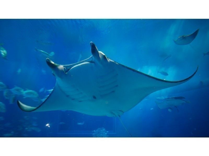 HipHopBus [那霸/北谷出发] 含午餐 > 美丽海水族馆＆热带梦幻中心、万座毛、备濑福木大道、美滨美国村 (B-2路线)の紹介画像