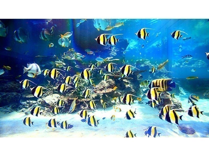HipHopBus [那霸/北谷出发] 含午餐 > 美丽海水族馆＆热带梦幻中心、万座毛、备濑福木大道、美滨美国村 (B-2路线)の紹介画像