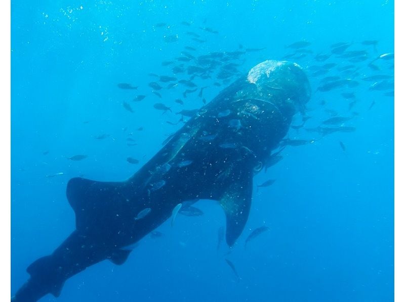 ★★３月・4月・5月限定★★団体・家族割★★人気No.1プラン★★ジンベイザメ・シュノーケルツアー！みんなでジンベイザメに会いに行こう！の紹介画像