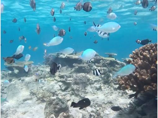 ★★11月・12月限定★★家族割・団体割★★大人気スポット「青の洞窟」シュノーケル超お得ツアー! ★★11月・12月限定★★家族割・団体割★★大人気スポット「青の洞窟」シュノーケル超お得ツアー!