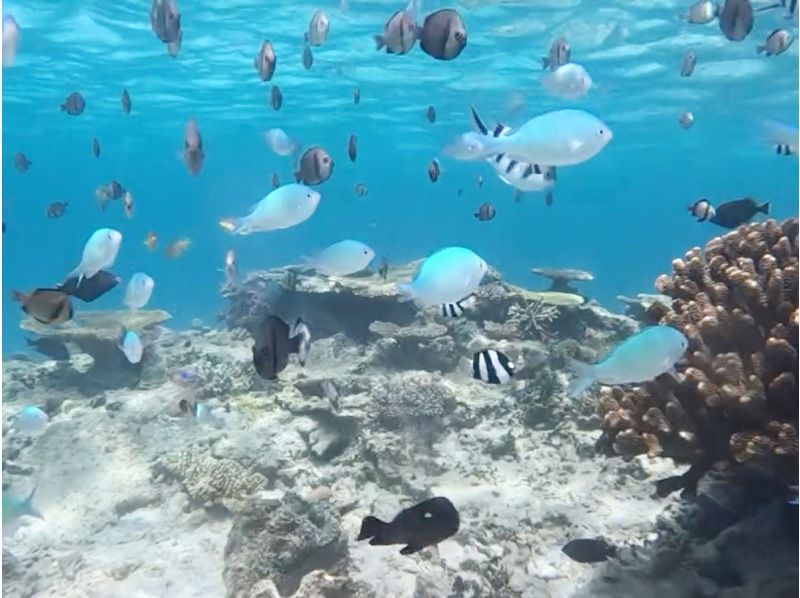 ★★September and October only★ Family and group discounts★★ Super bargain snorkeling tour to the popular Blue Cave!の紹介画像