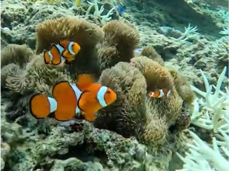 ★★September and October only★ Family and group discounts★★ Super bargain snorkeling tour to the popular Blue Cave!の紹介画像