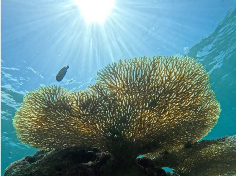 ★★September and October only★ Family and group discounts★★ Super bargain snorkeling tour to the popular Blue Cave!の紹介画像