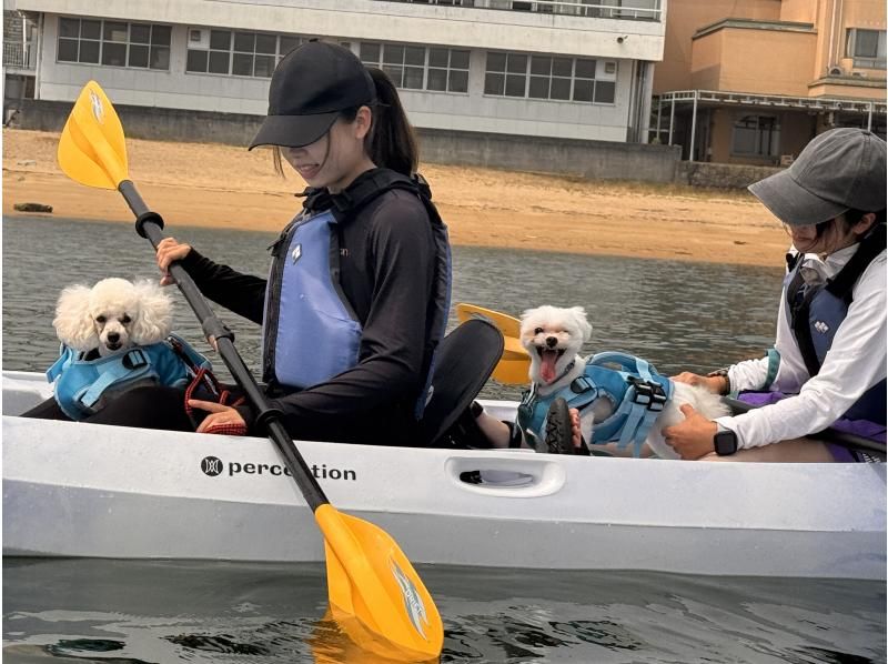 愛犬と一緒にシーカヤック！【ワン！だふるツアー】２時間の紹介画像
