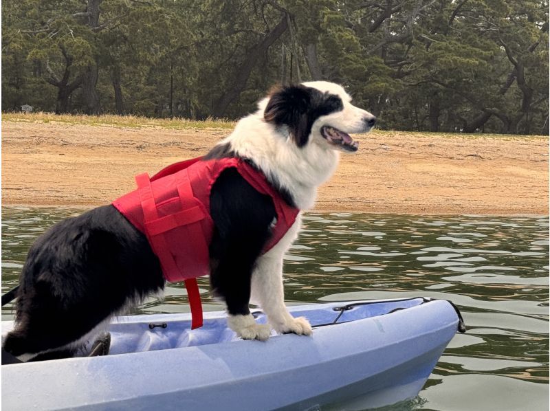 愛犬と一緒にシーカヤック！【ワン！だふるツアー】２時間の紹介画像