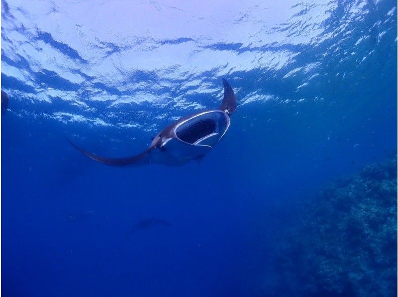 【★★★沖縄・石垣島・冬季限定★★★】捕食マンタを狙え！！１２月から３月限定コースの紹介画像