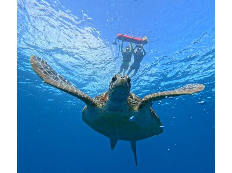 Same-day reservations accepted ★ Ages 0-85 [100% success rate of encountering sea turtles since opening] Snorkel tour to the mysterious island with a high chance of encountering sea turtles (photos and transportation included)の紹介画像