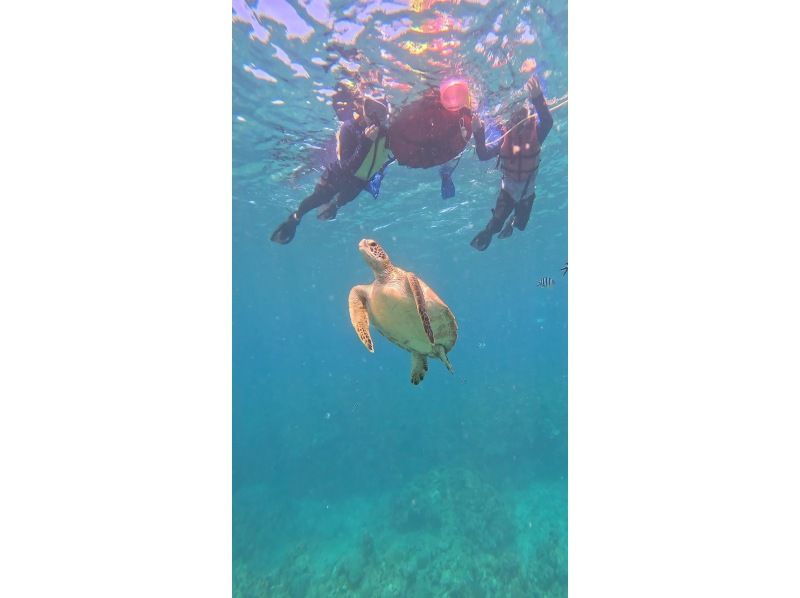 【石垣島】幻の島&ウミガメシュノーケルツアー遭遇率99% 少人数制で手厚くサポート0歳〜85歳OK!（当日予約・送迎・写真や動画プレゼント)の紹介画像