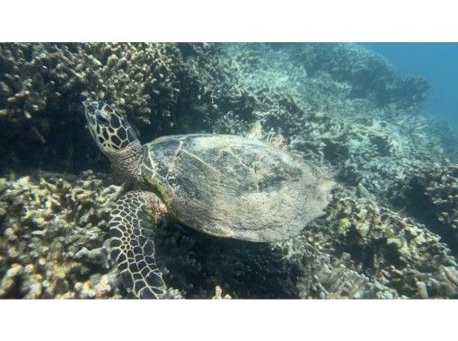【沖縄北部・本部~瀬底島~水納島・シュノーケリング】透明度抜群の人気スポット!初心者・泳げない方でも安心の少人数制ツアー! 【沖縄北部・本部~瀬底島~水納島・シュノーケリング】透明度抜群の人気スポット!初心者・泳げない方でも安心の少人数制ツアー!