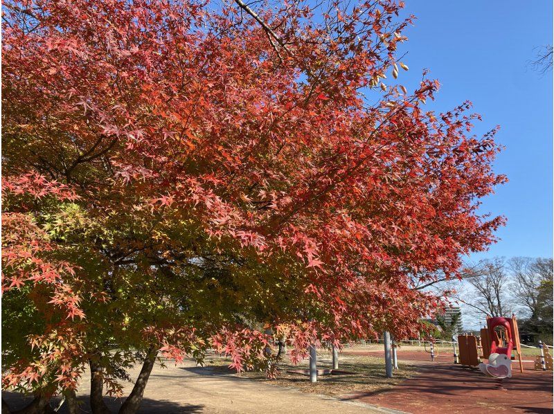【福島県・いわき市】いわきあるき【ビンゴdeいわきあるき】ビンゴで紅葉満喫コースの紹介画像