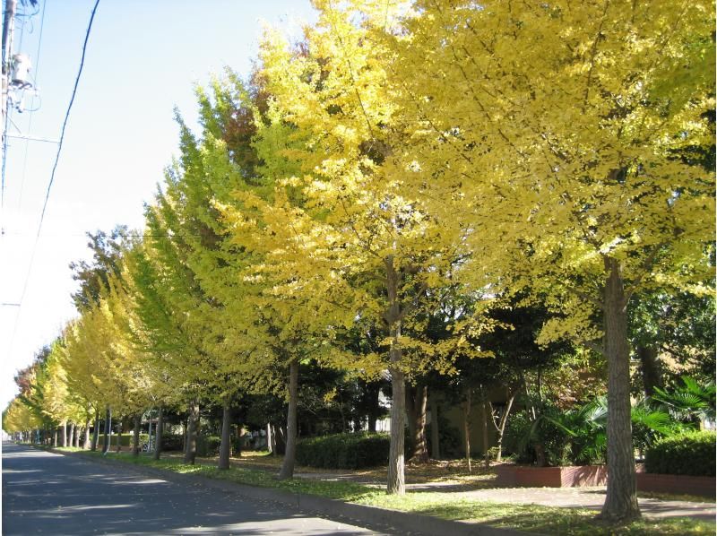 【福島県・いわき市】いわきあるき【ビンゴdeいわきあるき】ビンゴで紅葉満喫コースの紹介画像