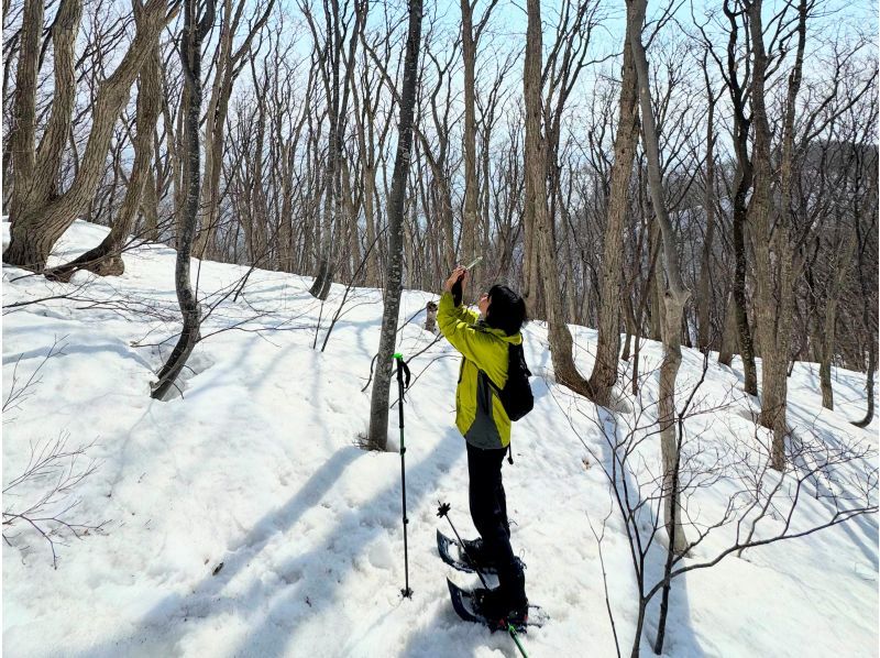 [Hokkaido, Yoichi, Snowshoeing] A spectacular winter course with ocean views. A winter activity to enjoy the Shakotan Blue and deep snow forests! Pick-up service available from JR Yoichi Station!の紹介画像