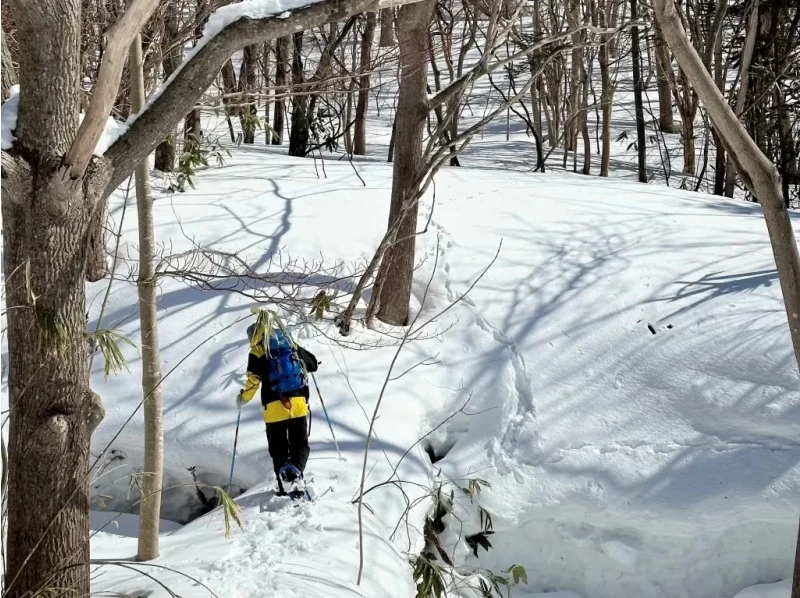 [Hokkaido, Yoichi, Snowshoeing] A spectacular winter course with ocean views. A winter activity to enjoy the Shakotan Blue and deep snow forests! Pick-up service available from JR Yoichi Station!の紹介画像