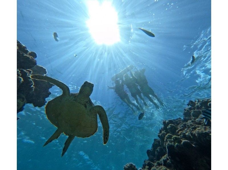 【石垣岛】幽灵岛与海龟浮潜之旅，邂逅率高达99%。小团出行，全程贴心服务。适合0-85岁。（当日预订，含交通接送，赠送照片和视频）の紹介画像