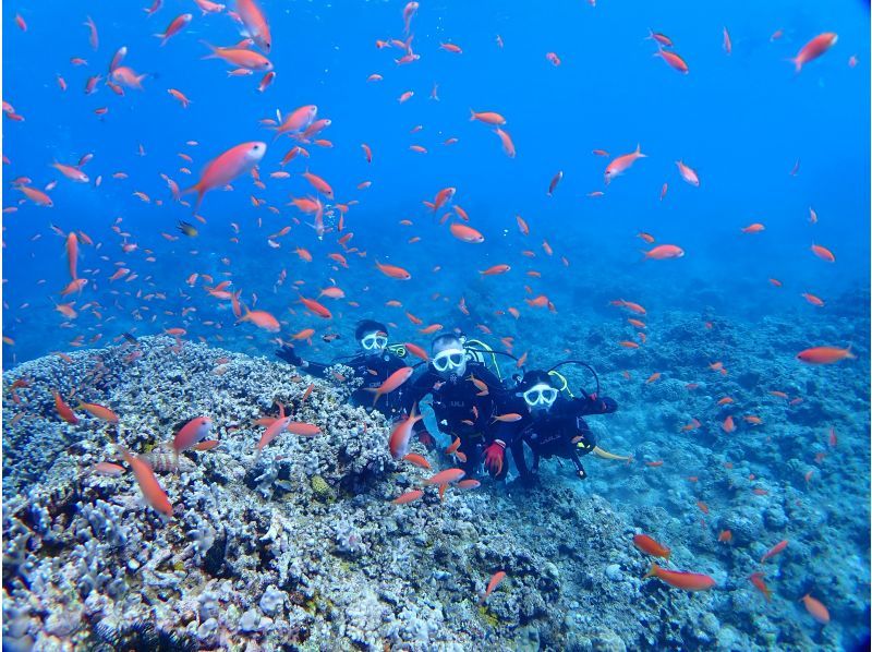 【沖縄・石垣島】〈1日体験ダイビング〉2dive＆ウミガメシュノーケリングプラン☆贅沢コース！！の紹介画像