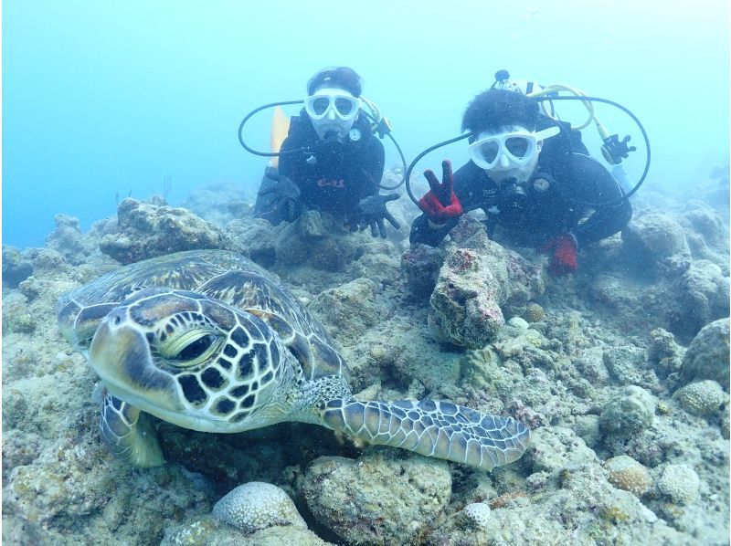 【沖縄・石垣島】〈1日体験ダイビング〉2dive＆ウミガメシュノーケリングプラン☆贅沢コース！！の紹介画像