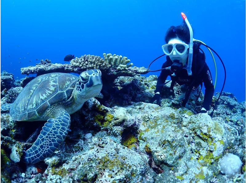 【沖縄・石垣島】〈1日体験ダイビング〉2dive＆ウミガメシュノーケリングプラン☆贅沢コース！！の紹介画像