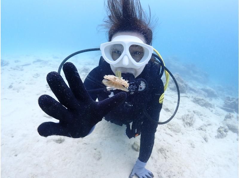 【沖縄・石垣島】〈1日体験ダイビング〉2dive＆ウミガメシュノーケリングプラン☆贅沢コース！！の紹介画像