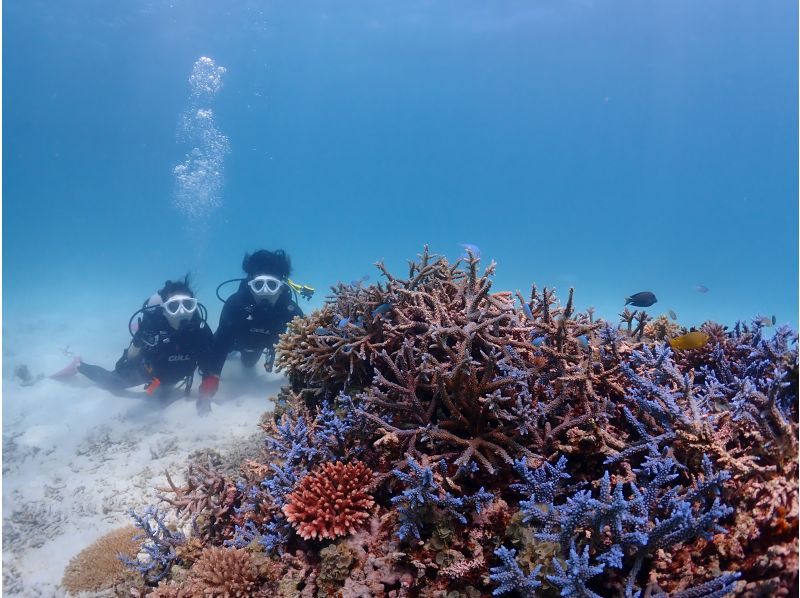 【沖縄・石垣島】〈1日体験ダイビング〉2dive＆ウミガメシュノーケリングプラン☆贅沢コース！！の紹介画像