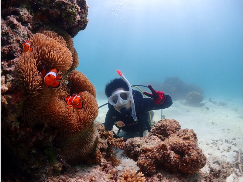 【沖縄・石垣島】〈1日体験ダイビング〉2dive＆ウミガメシュノーケリングプラン☆贅沢コース！！の紹介画像