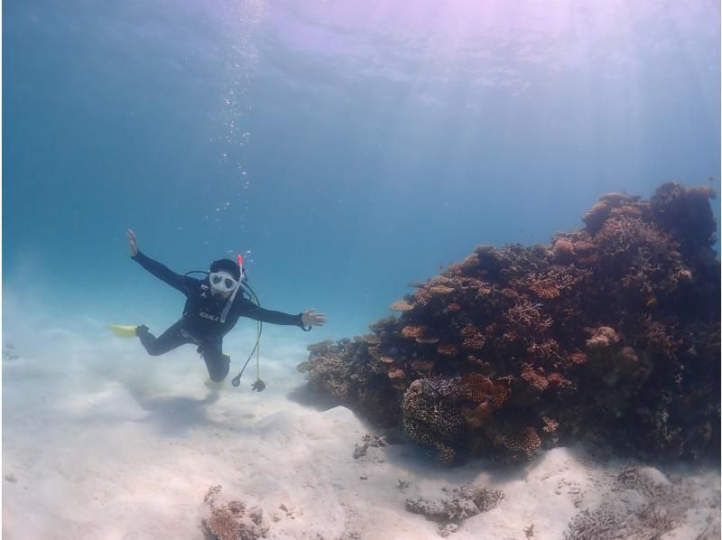 【沖縄・石垣島】〈1日体験ダイビング〉2dive＆ウミガメシュノーケリングプラン☆贅沢コース！！の紹介画像