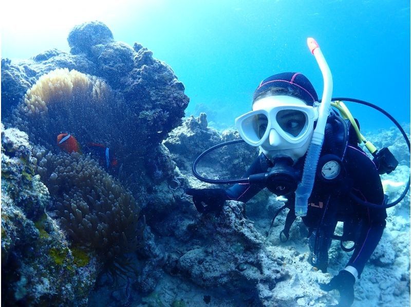 【沖縄・石垣島】〈1日体験ダイビング〉2dive＆ウミガメシュノーケリングプラン☆贅沢コース！！の紹介画像