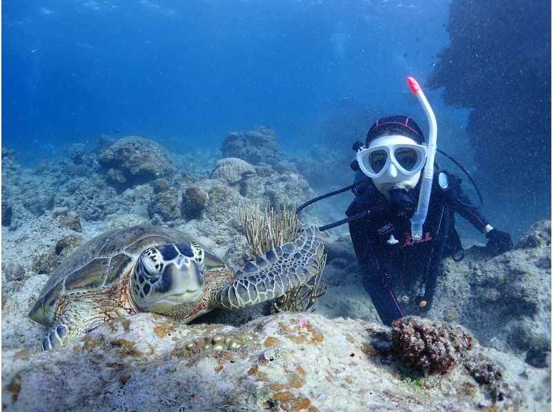 【沖縄・石垣島】〈1日体験ダイビング〉2dive＆ウミガメシュノーケリングプラン☆贅沢コース！！の紹介画像