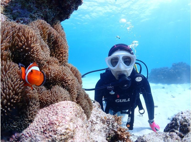 【沖縄・石垣島】〈1日体験ダイビング〉2dive＆ウミガメシュノーケリングプラン☆贅沢コース！！の紹介画像