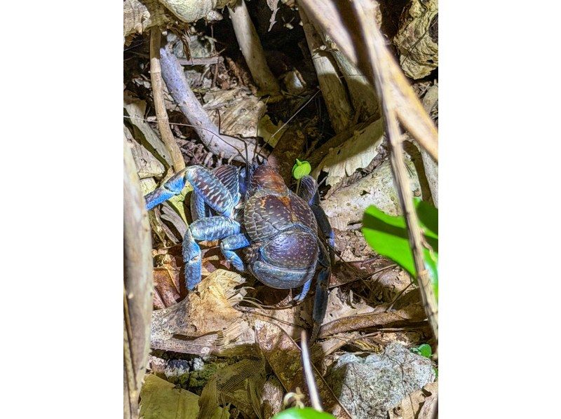 【沖縄・宮古島】月明かりの下でワクワク！懐中電灯を片手にドキドキ。日本最大のヤシガニを探す夜の大冒険なナイトツアー！貴重な体験がここに！の紹介画像