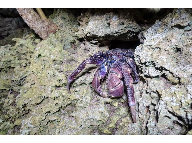 【沖縄・宮古島】月明かりの下でワクワク！懐中電灯を片手にドキドキ。日本最大のヤシガニを探す夜の大冒険なナイトツアー！貴重な体験がここに！の紹介画像