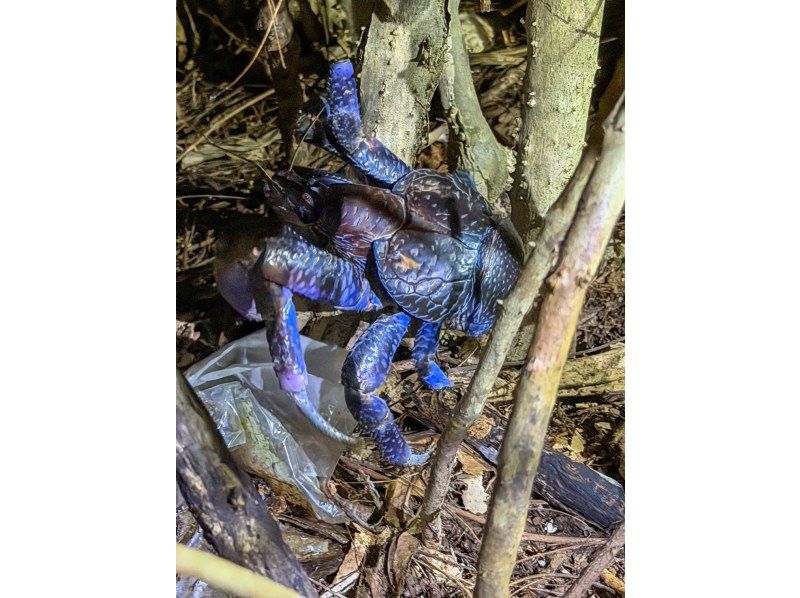 【冲绳，宫古岛】月光下的刺激！手电筒在手，心跳加速。夜间探险之旅，寻找日本最大的椰子蟹！难得一遇的体验！の紹介画像