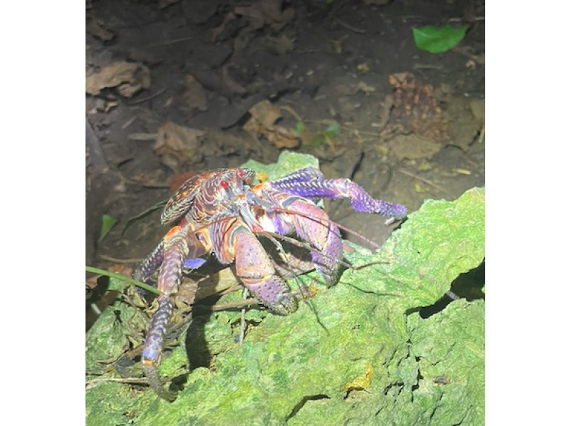 [โอกินาวา, ​​มิยาโกะจิมะ] สุดเร้าใจใต้แสงจันทร์! พร้อมไฟฉายในมือ หัวใจของคุณจะเต้นแรง ทัวร์ยามค่ำคืนพร้อมการผจญภัยครั้งยิ่งใหญ่เพื่อตามหาปูมะพร้าวที่ใหญ่ที่สุดในญี่ปุ่น! ประสบการณ์ที่หาได้ยาก!の紹介画像