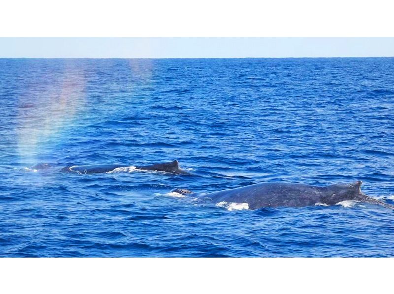 【沖縄・北部／本部港発】寒い季節に訪れる、あたたかな感動♪ホエールウォッチングツアー！揺れに強い大型双頭船で安心快適＆写真データ付きの紹介画像