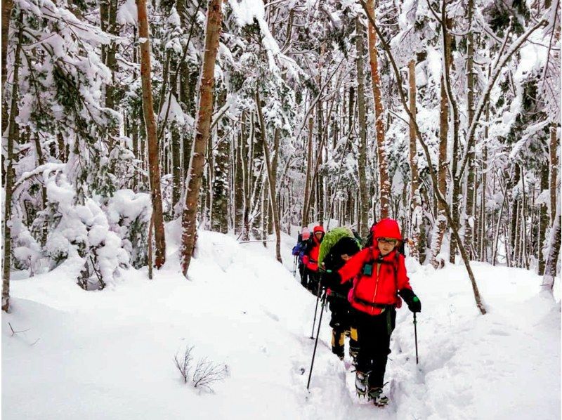 [Takashima/Kutsuki] Snowshoe tour in the virgin forest 《Beginners welcome! Winter adventure walking through the snowy fields!》の紹介画像