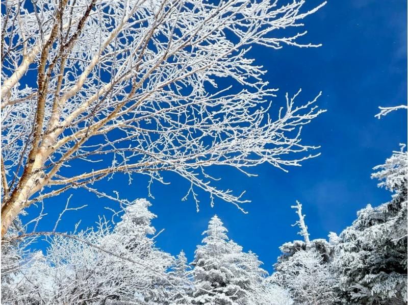 [Takashima/Kutsuki] Snowshoe tour in the virgin forest 《Beginners welcome! Winter adventure walking through the snowy fields!》の紹介画像